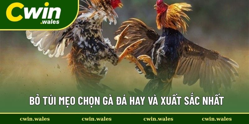 Bỏ Túi Mẹo Chọn Gà Đá Hay Và Xuất Sắc Nhất