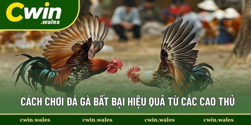 Cách Chơi Đá Gà Bất Bại Mà Ít Các Cược Thủ Đá Kê Biết Đến 2 Cách Chơi Đá Gà Bất Bại Hiệu Quả Từ Các Cao Thủ