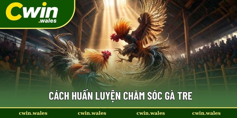 Cách Huấn Luyện Chăm Sóc Gà Tre Cách Huấn Luyện Chăm Sóc Gà Tre
