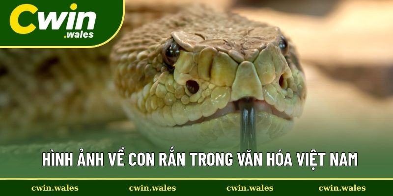 Hình Ảnh Về Con Rắn Trong Văn Hóa Việt Nam