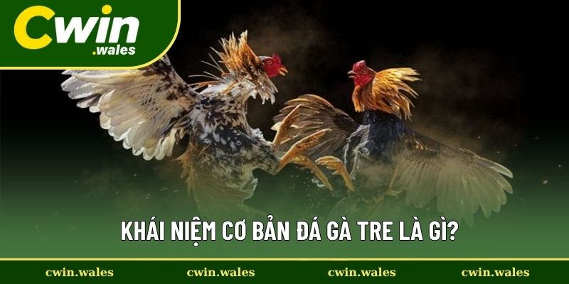 Khái Niệm Cơ Bản Đá Gà Tre Là Gì? Khái Niệm Cơ Bản Đá Gà Tre Là Gì?