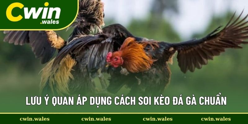 Lưu Ý Quan Áp Dụng Cách Soi Kèo Đá Gà Chuẩn