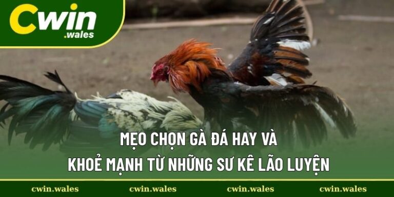 Mẹo chọn gà đá hay