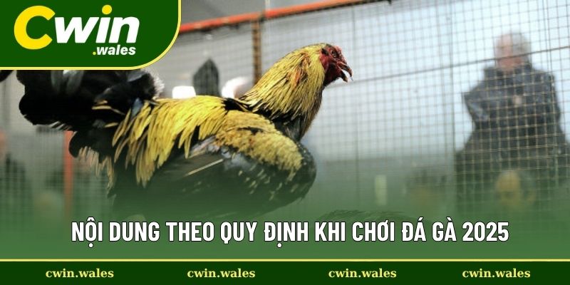 Nội Dung Theo Quy Định Khi Chơi Đá Gà 2025 Nội Dung Theo Quy Định Khi Chơi Đá Gà 2025