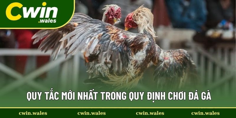 Quy Tắc Mới Nhất Trong Quy Định Chơi Đá Gà Quy Tắc Mới Nhất Trong Quy Định Chơi Đá Gà