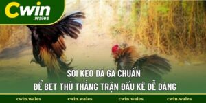 soi kèo đá gà chuẩn