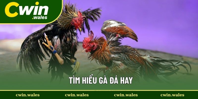Tìm Hiểu Gà Đá Hay