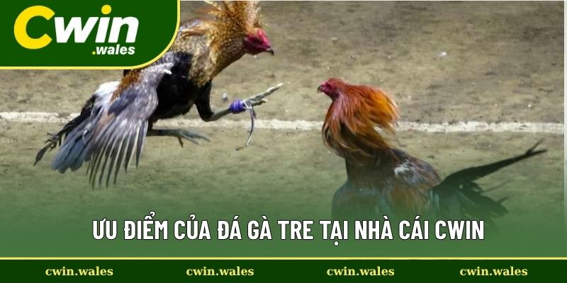 Ưu Điểm Của Đá Gà Tre Tại Nhà Cái Cwin Ưu Điểm Của Đá Gà Tre Tại Nhà Cái Cwin