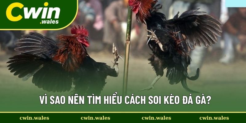 Vì Sao Nên Tìm Hiểu Cách Soi Kèo Đá Gà?